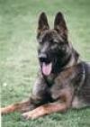 K�b�nyai Happy Dog Kutyaiskola