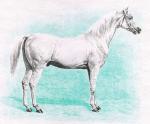 Magyarorsz�gi Arabl�teny�szt�k Egyes�lete